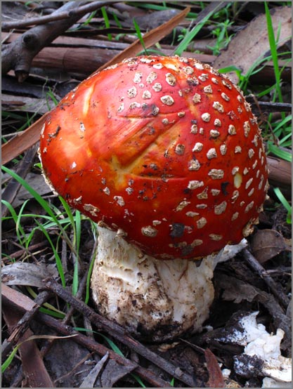 sm 356 Fly Amanita.jpg - Fly Amanita (Amanita muscaria): A mushroom which is quite poisonous but deaths are rare.  It is famous for it’s hallucinogenic properties.